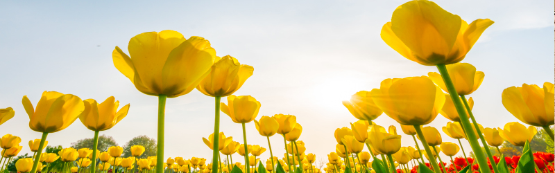 Flores na Primavera